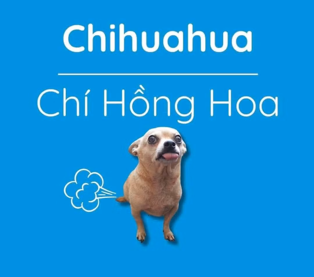 Chihuahua là giống chó lâu đời nhất ở châu Mỹ và là giống chó có thân hình nhỏ nhất trong mọi loài chó trên thế giới. Tên của giống chó này được lấy từ tên của bang Chihuahua của México, nơi mà các nhà thám hiểm đã tìm ra chúng. Thế nhưng khi được Việt hóa thì nghe khá kì: "Chí Hồng Hoa".