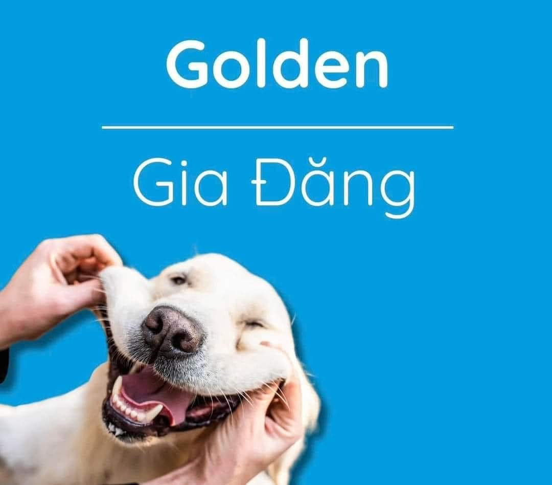 Nhiều người bày tỏ không nhịn nổi cười trước những cái tên Việt hóa này: "Thế này sau gọi không biết là gọi con hay gọi thú cưng nữa haha", "nghe cũng hợp lý đáng yêu mà nhờ".