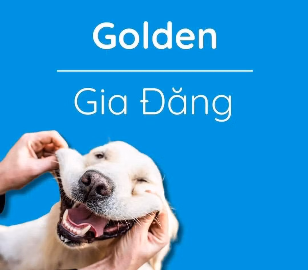 Nhiều người bày tỏ không nhịn nổi cười trước những cái tên Việt hóa này: "Thế này sau gọi không biết là gọi con hay gọi thú cưng nữa haha", "nghe cũng hợp lý đáng yêu mà nhờ".