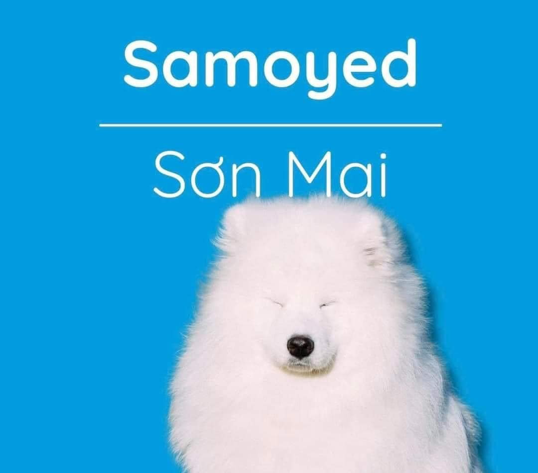 Nghe Sơn Mai cũng đáng yêu mà đúng không.