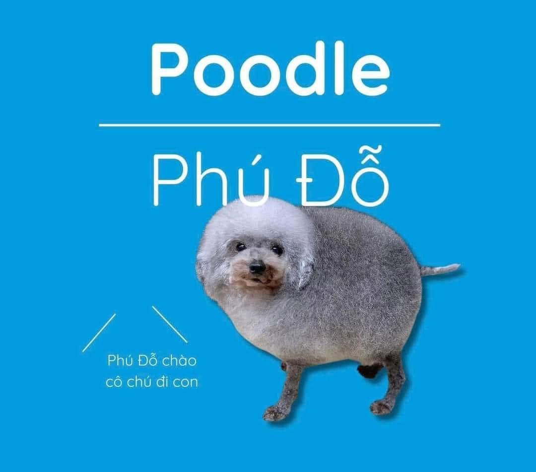 Poodle được Việt hóa thành cái tên khá dễ thương: Phú Đỗ.