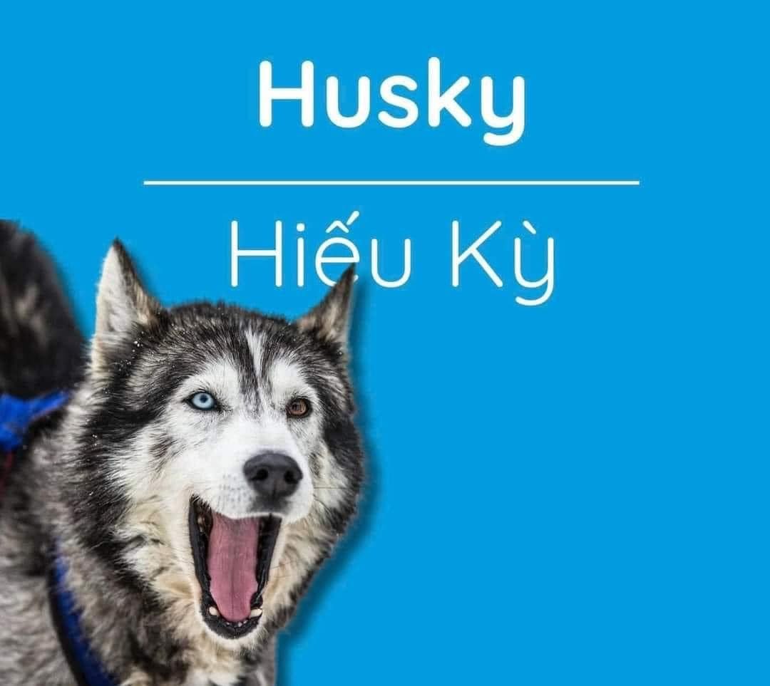 Nhiều người không khỏi tấm tắc vì cái tên Việt hóa của Husky, vì đây là giống chó nghịch ngợm và hiếu kỳ với mọi thứ.