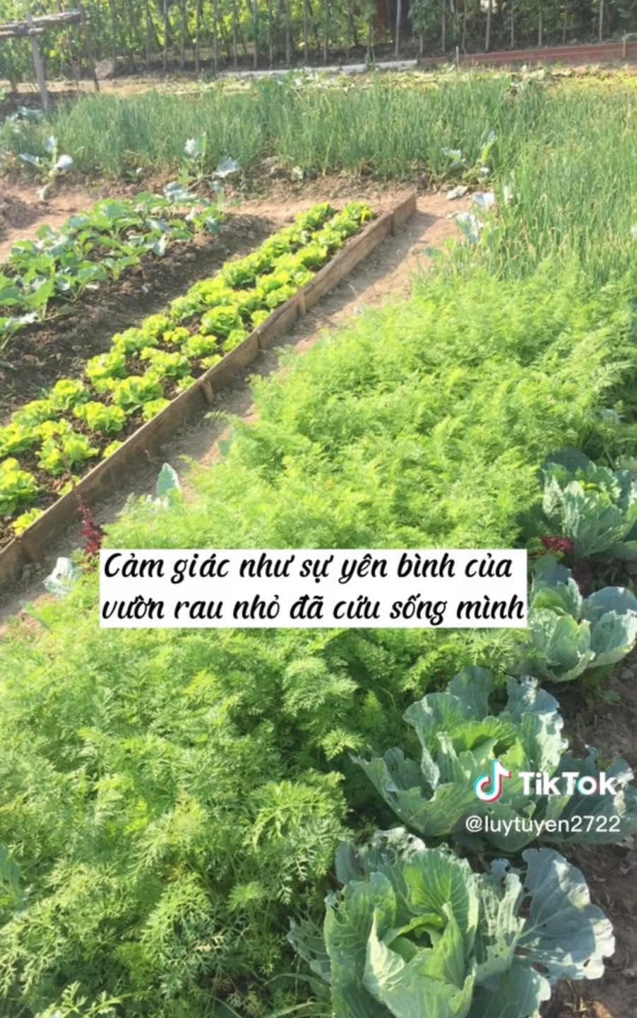 Hàng ngày, nhìn những hạt cây nảy mầm, chồi non nhú lên xanh mướt, một cảm xúc mới lạ, tràn đầy năng lượng bỗng trỗi dậy trong lòng người phụ nữ. Tuyền nói cảm giác như sự yên bình của vườn rau nhỏ đã cứu sống mình.