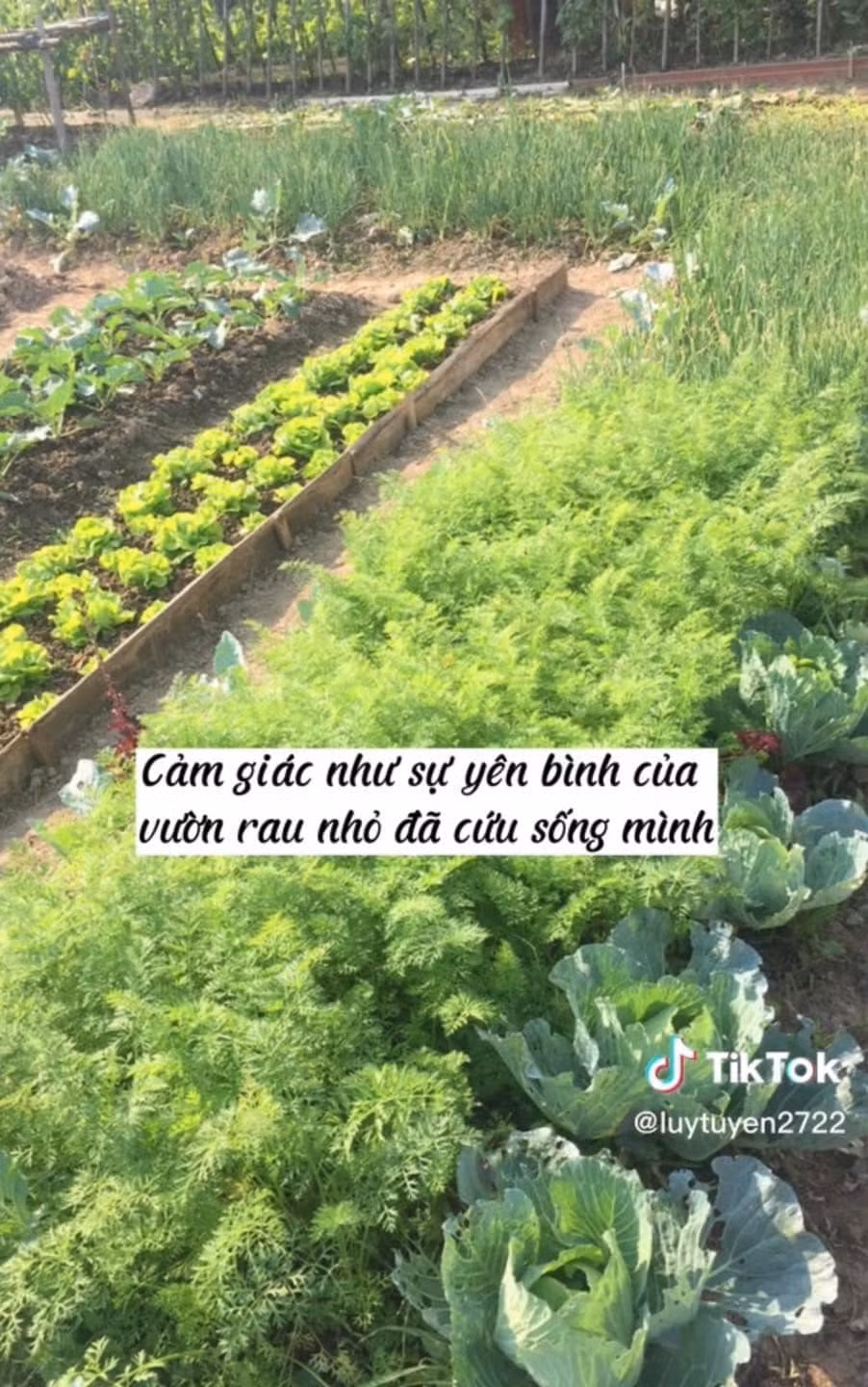 Hàng ngày, nhìn những hạt cây nảy mầm, chồi non nhú lên xanh mướt, một cảm xúc mới lạ, tràn đầy năng lượng bỗng trỗi dậy trong lòng người phụ nữ. Tuyền nói cảm giác như sự yên bình của vườn rau nhỏ đã cứu sống mình.