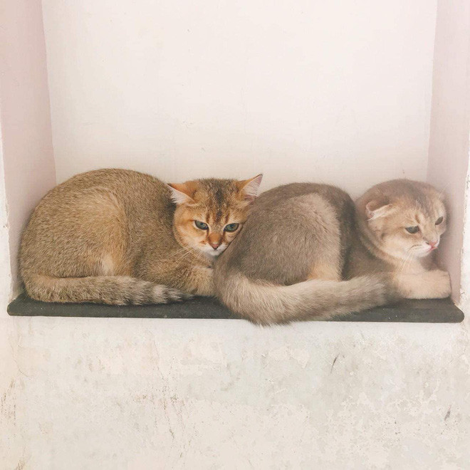 Các chú mèo của Linh Ngọc Đàm có giá từ 10 triệu đồng đến 69 triệu đồng/ con.