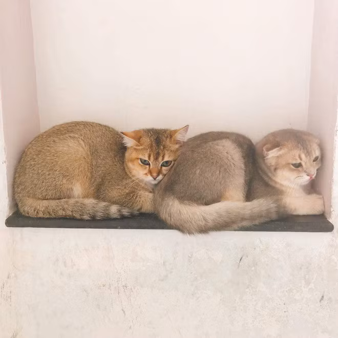 Các chú mèo của Linh Ngọc Đàm có giá từ 10 triệu đồng đến 69 triệu đồng/ con.