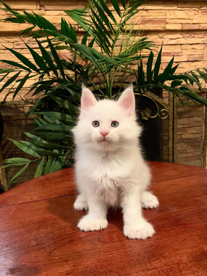 Tất nhiên, để sở hữu những chú mèo xinh xuất sắc, nữ streamer đình đám Việt Nam phải bỏ ra một số tiền nghe qua ai cũng cảm thấy choáng váng.