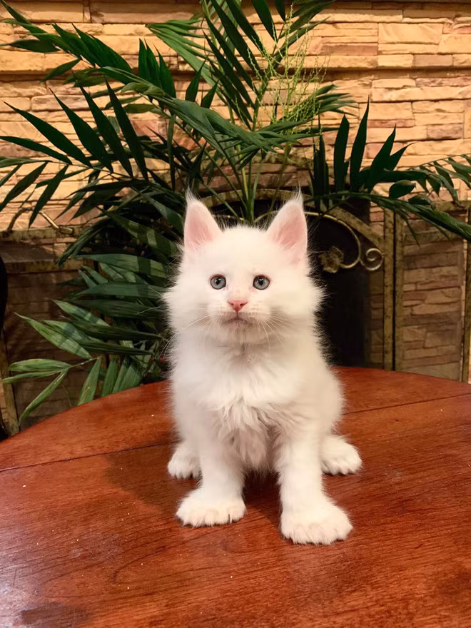 Tất nhiên, để sở hữu những chú mèo xinh xuất sắc, nữ streamer đình đám Việt Nam phải bỏ ra một số tiền nghe qua ai cũng cảm thấy choáng váng.