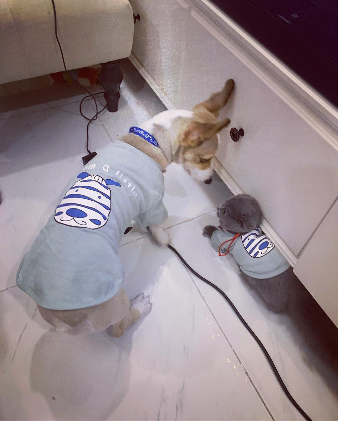 Ngoài mèo, Linh Ngọc Đàm còn nuôi một chú chó thuộc giống Corgi, đây là giống chó chân ngắn có giá "trên trời".