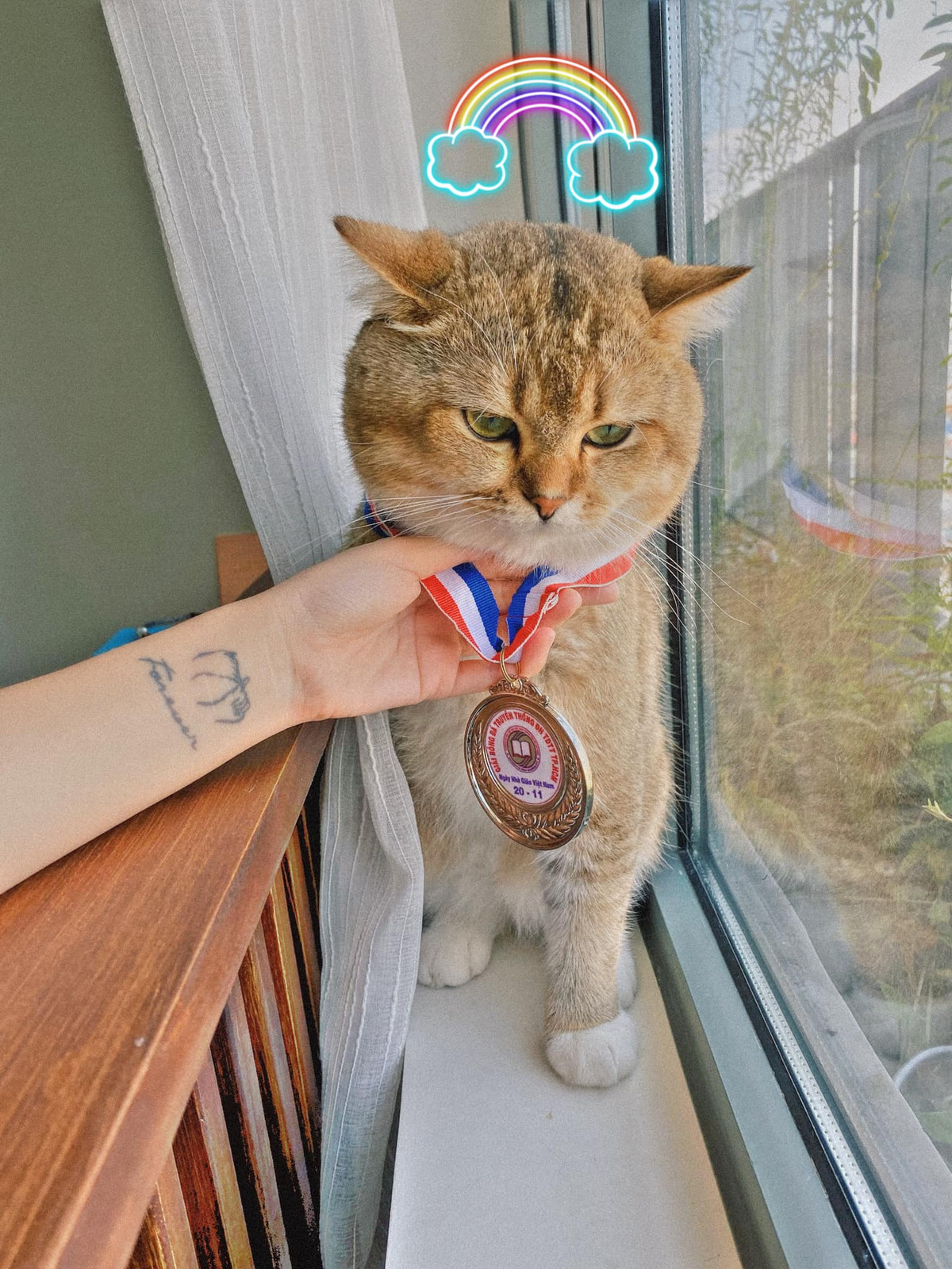 Mèo nhà Linh Ngọc Đàm được nhận được rất nhiều lời khen tuy nhiên vẫn khiến nữ streamer khốn khổ vì quá nghịch ngợm.