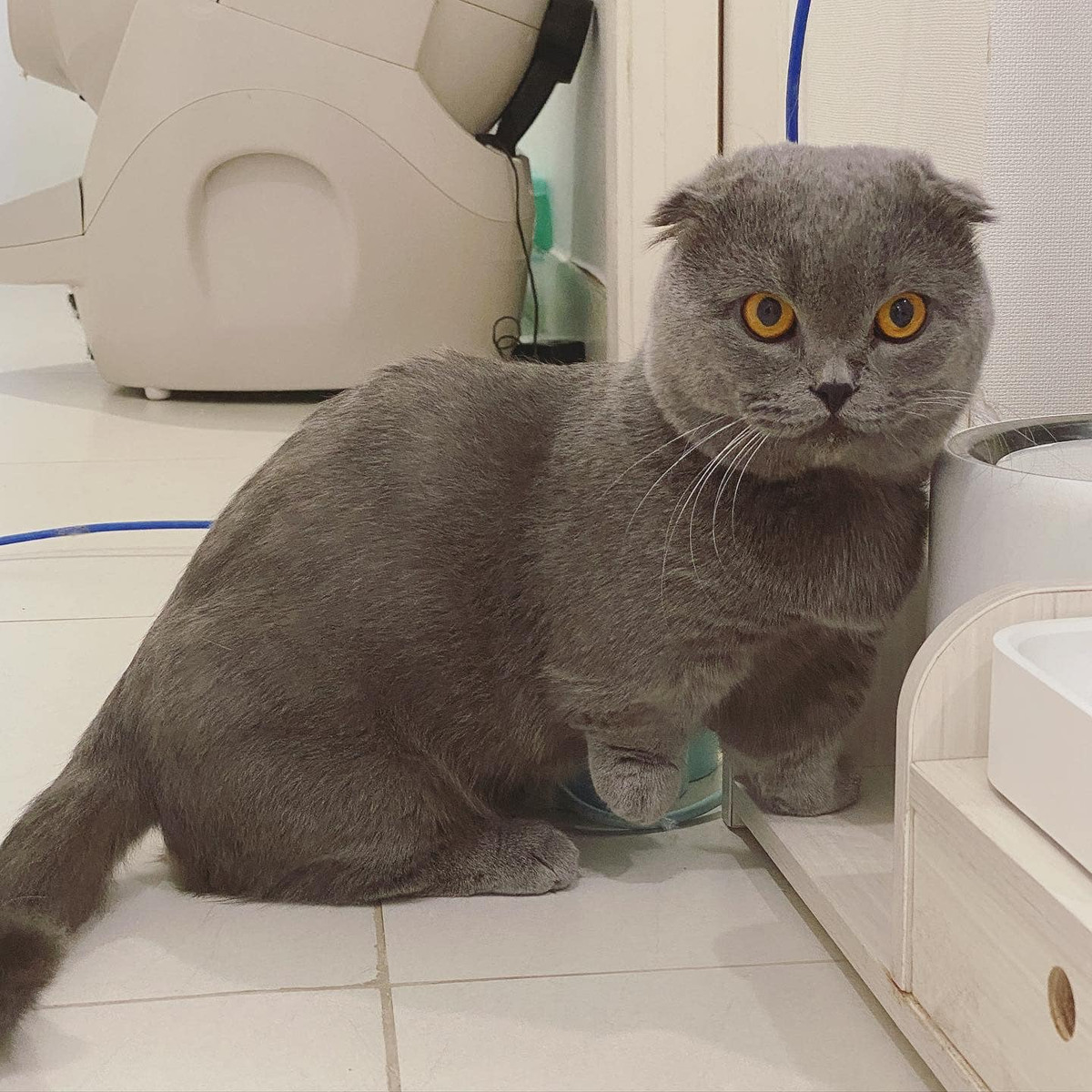 Các giống mèo đáng yêu tai cụp, chân ngắn hay từ lông ngắn, lông dài Linh Ngọc Đàm đều sở hữu.