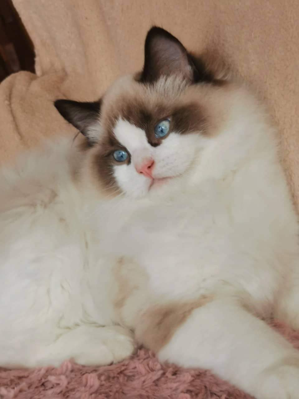 Mèo của Linh Ngọc Đàm sở hữu toàn là mèo Tây với ngoại hình cực long lanh, mắt xanh, chân ngắn, lông mượt ai nhìn cũng muốn ôm.