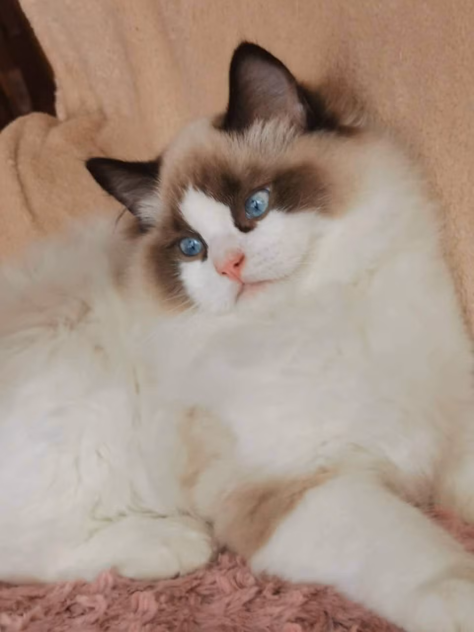 Mèo của Linh Ngọc Đàm sở hữu toàn là mèo Tây với ngoại hình cực long lanh, mắt xanh, chân ngắn, lông mượt ai nhìn cũng muốn ôm.