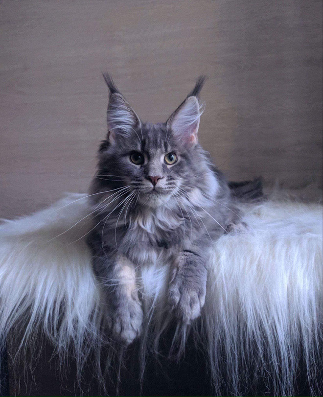 Indica (đực) và Kush (cái) là hai chú mèo lông cực kỳ mượt mà, tai dựng và có tính cách trái ngược hoàn toàn. Hai chú mèo cùng thuộc giống Maine Coon từ Bắc Mỹ, chúng có thể nặng 10kg khi trưởng thành.