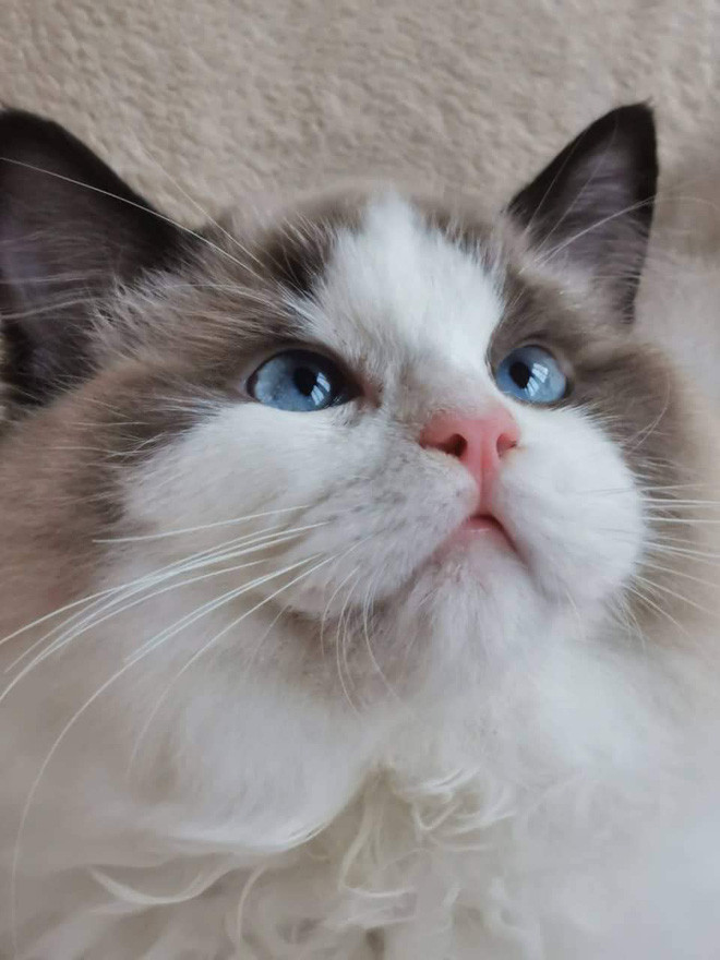 Không chỉ có vậy, streamer Linh Ngọc Đàm còn làm những video về mèo cưng, những tình huống mà cô nàng gặp phải trong cuộc sống và nhận được nhiều phản hồi tích cực của cộng đồng mạng.