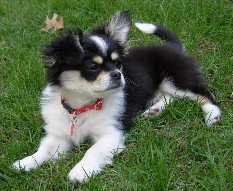 Cheek là chó lai giữa hai giống Chihuahua và chó Bắc kinh. Chúng có bộ lông vừa dài và ngắn rất đáng yêu. Trọng lượng trung bình khoảng gần 3kg, trọng lượng tối đa khoảng hơn 4kg.