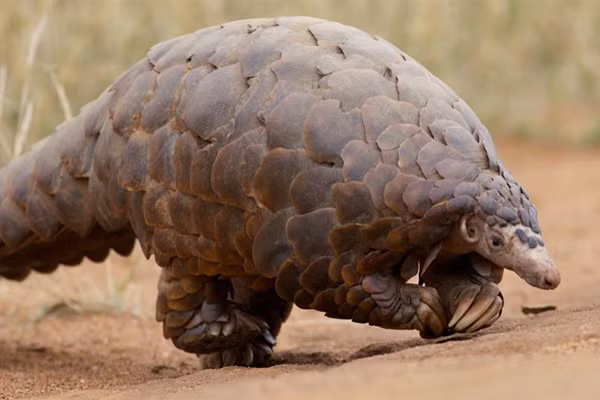 Soc: Loai dong vat nay co the la trung gian truyen nhiem virus corona sang nguoi