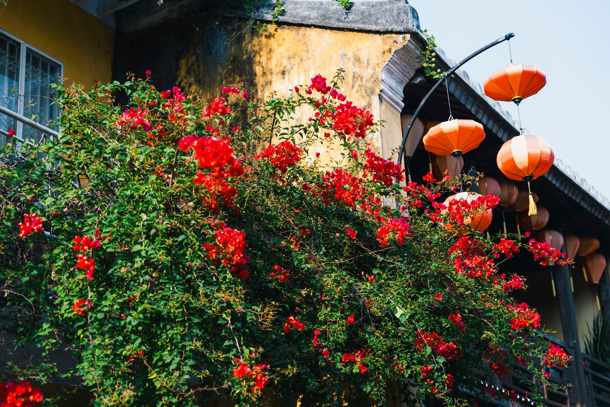 Tới Hội An ngày nay, ta cứ ngỡ như là mình đang quay ngược dòng thời gian, lạc bước trong không khí truyền thống của một thương cảng sầm uất thời nhà Nguyễn, với những dàn hoa giấy rực rỡ, với những chiếc đèn lồng treo cao đầy sắc màu.