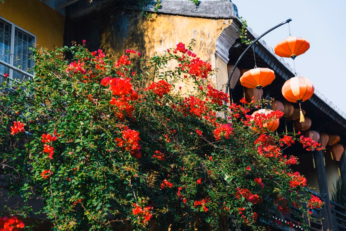 Tới Hội An ngày nay, ta cứ ngỡ như là mình đang quay ngược dòng thời gian, lạc bước trong không khí truyền thống của một thương cảng sầm uất thời nhà Nguyễn, với những dàn hoa giấy rực rỡ, với những chiếc đèn lồng treo cao đầy sắc màu.