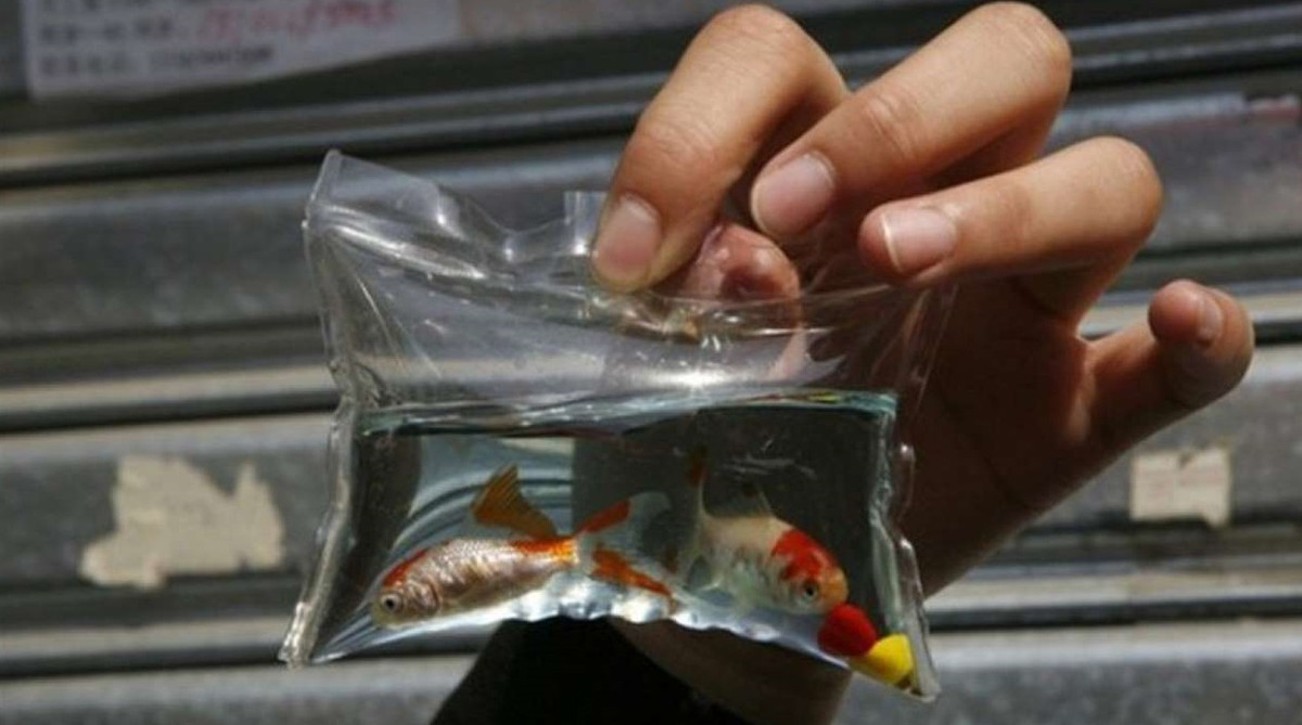 Trào lưu mạng xã hội bị phản đối gay gắt này bắt nguồn từ Trung Quốc từ năm 2011, và mới đây tràn vào Việt Nam qua Lạng Sơn, Cao Bằng...