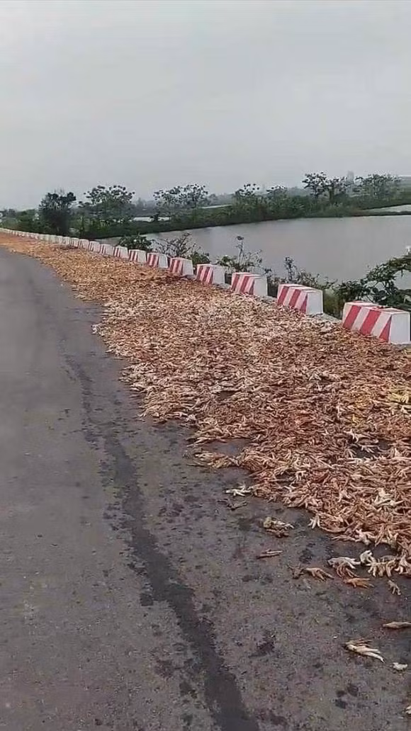 Một đoạn đường dài toàn chân gà...