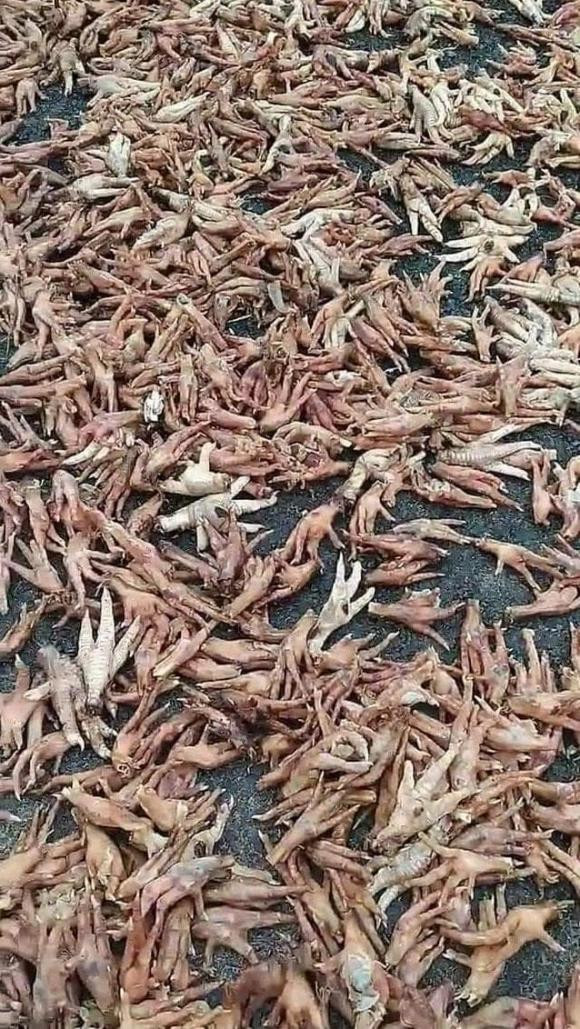 Nhìn những hình ảnh này, có ai còn muốn ăn món chân gà cay hay không.