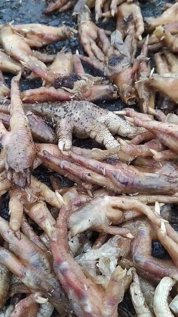 Cận cảnh những chiếc chân gà nói trên, lớp da chuyển màu, những "vật thể lạ" bám trên bề mặt.