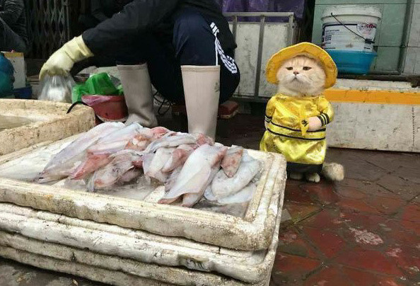 Tuyệt đối chỉ trông hàng thôi, không ăn vụng đâu nhé.