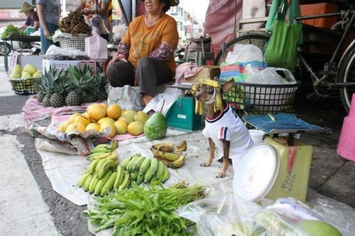 Chắc chú chó này sợ người ta không biết mình bán chuối nên phải đội cả vỏ chuối lên đầu.
