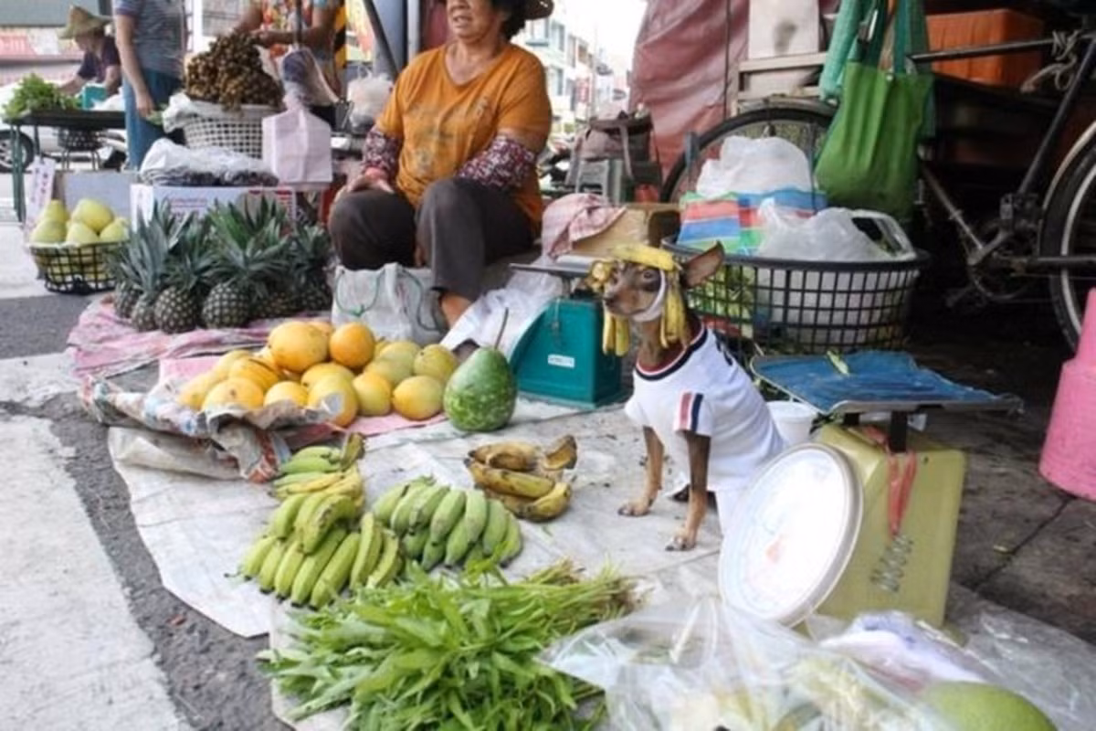 Chắc chú chó này sợ người ta không biết mình bán chuối nên phải đội cả vỏ chuối lên đầu.