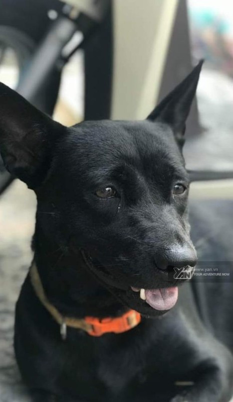 Không chỉ là những "người bạn bốn chân", chú cún này còn được chủ nhân giao phó nhiệm vụ bán hàng với đủ "thủ đoạn" dụ dỗ khách.