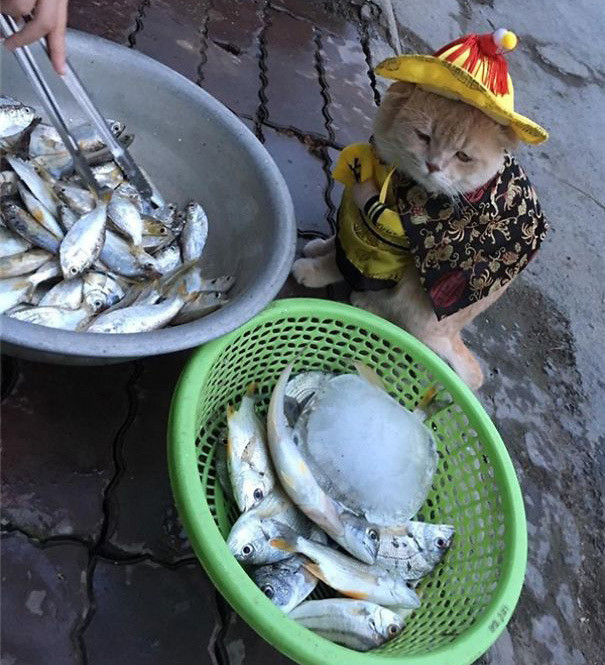 Chú mèo trong bộ đồ "quàng thượng" đang ở bên canh hàng hải sản cực tâm huyết khiến người qua đường không nhịn nổi cười. ;''fw10