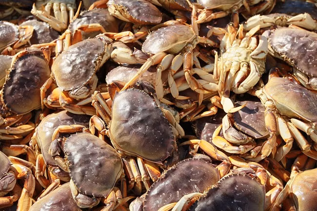 Trước khi có các cộng đồng dân cư đến sinh sống ở Mỹ, các bộ lạc bản địa đã dùng cua đá như một món ăn giàu dinh dưỡng trong chế độ ăn từ cách đây cả ngàn năm.