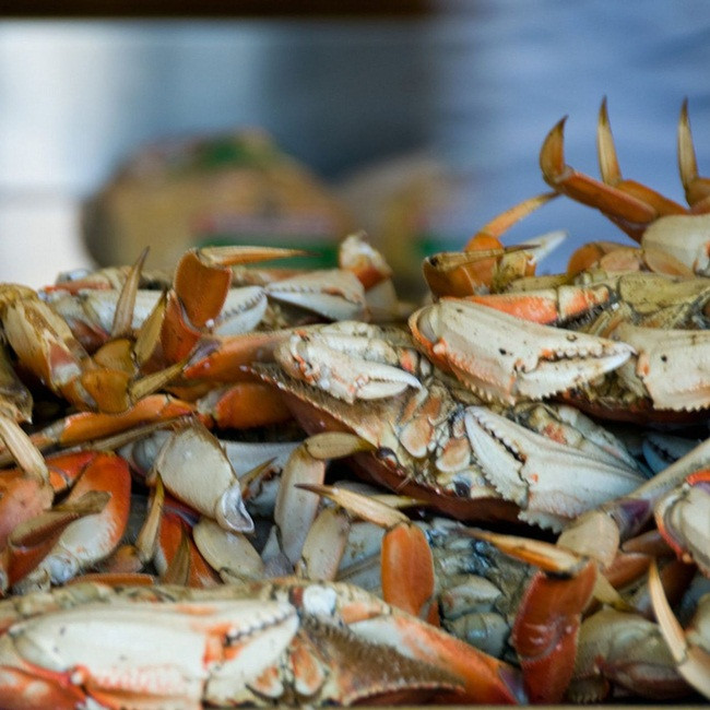 Khi bị đe dọa chúng sẽ vùi mình trong cát. Mùa cua đá kéo dài từ giữa tháng 11 đến đầu tháng 12