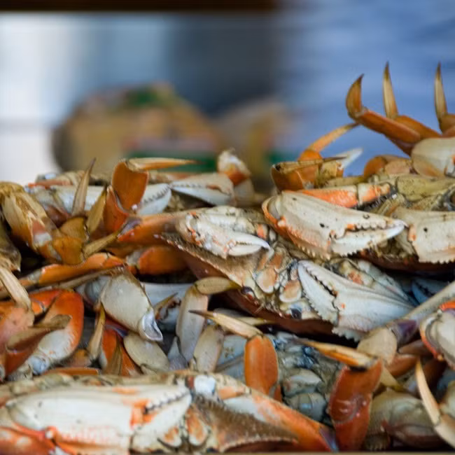 Khi bị đe dọa chúng sẽ vùi mình trong cát. Mùa cua đá kéo dài từ giữa tháng 11 đến đầu tháng 12