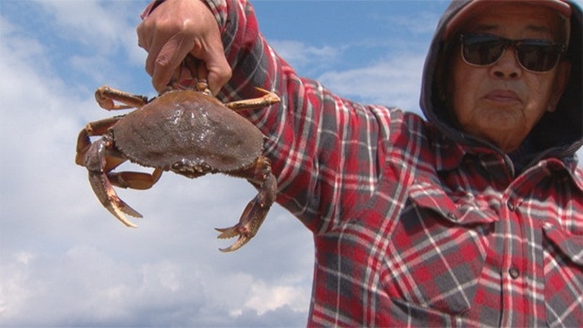 Chúng có càng rất khỏe, dày thịt, mai có chiều ngang lên đến hơn 20cm.