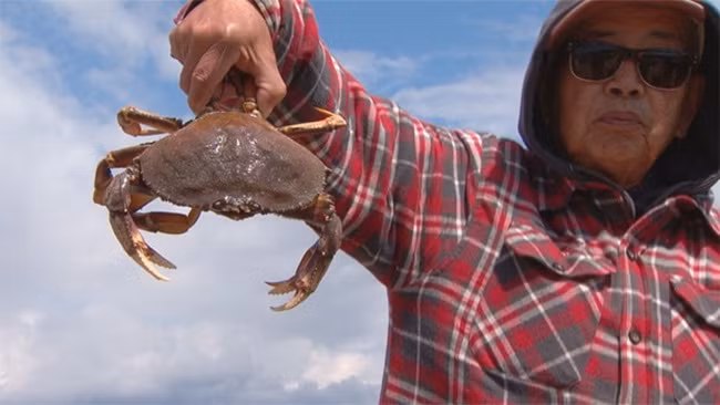 Chúng có càng rất khỏe, dày thịt, mai có chiều ngang lên đến hơn 20cm.