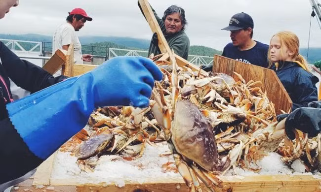 Chúng có được vị ngọt thịt nhờ thường xuyên săn các loài giáp xác khác, tôm, mực nhỏ để làm thức ăn dưới biển.
