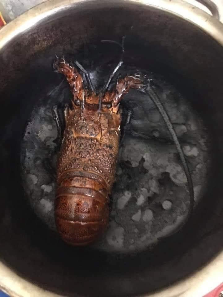 Hí hửng mua tôm hùm chiêu đãi mẹ nhưng mua nhầm "tôm hắc ám". Thay vì mong mẹ về, giờ lại sợ hãi bị mẹ mắng.