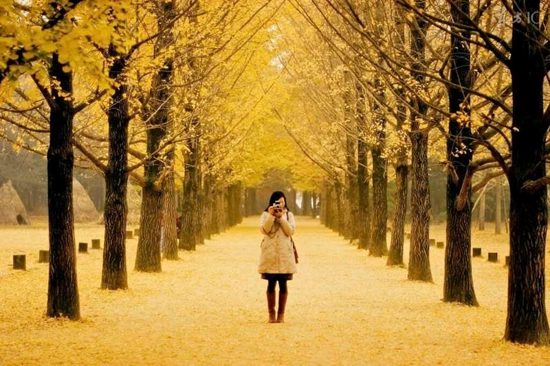 Một địa điểm du lịch cực kỳ nổi tiếng tại xứ sở Kim Chi là đảo Nami, nơi đây được biết tới là sở hữu vẻ đẹp bốn mùa và là thiên đường của Hàn Quốc. Đảo được biết đến và yêu thích qua những thước phim đẹp như tranh trong "Bản tình ca mùa đông".