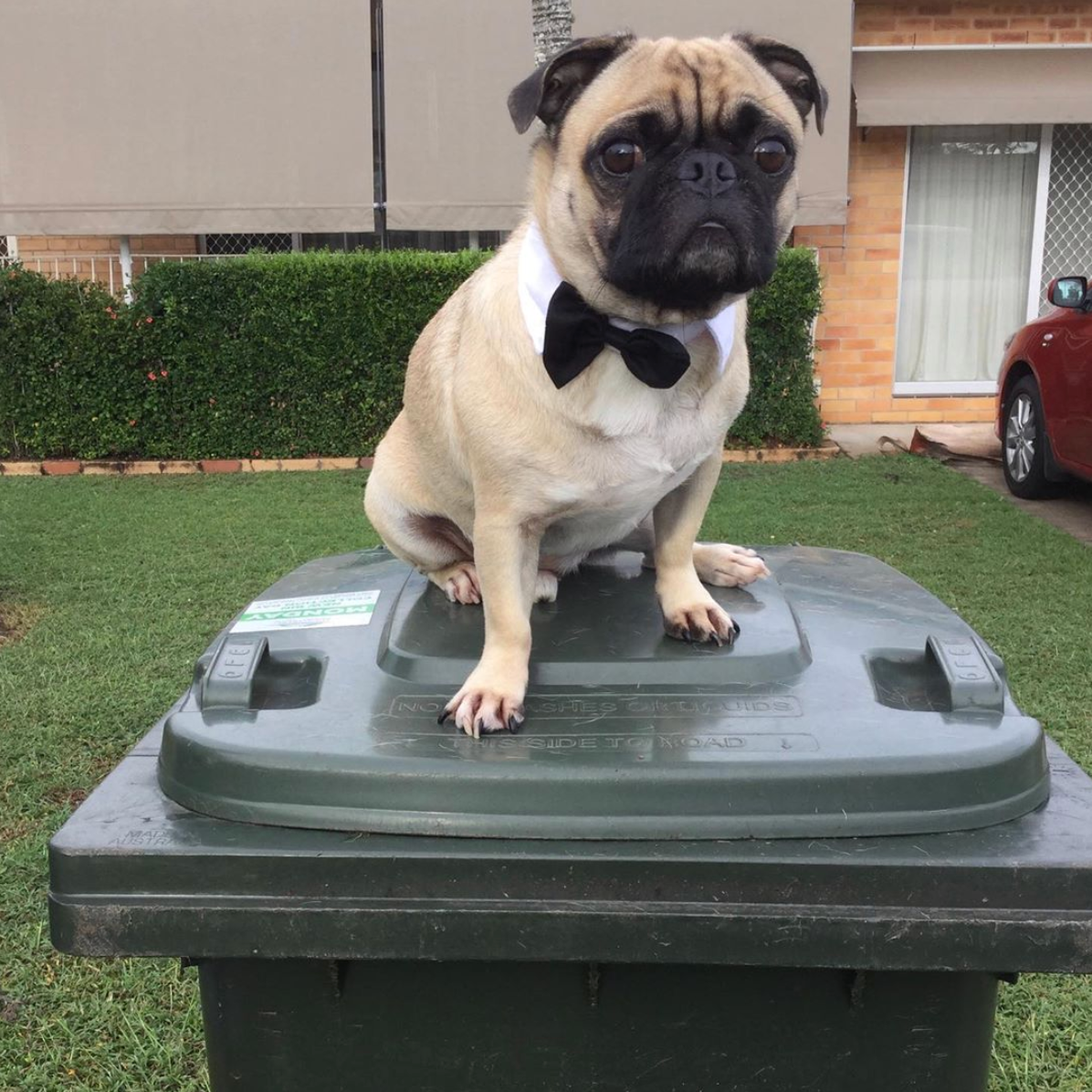 Không chỉ người mà thậm chí thú cưng cũng được tham gia trào lưu này.