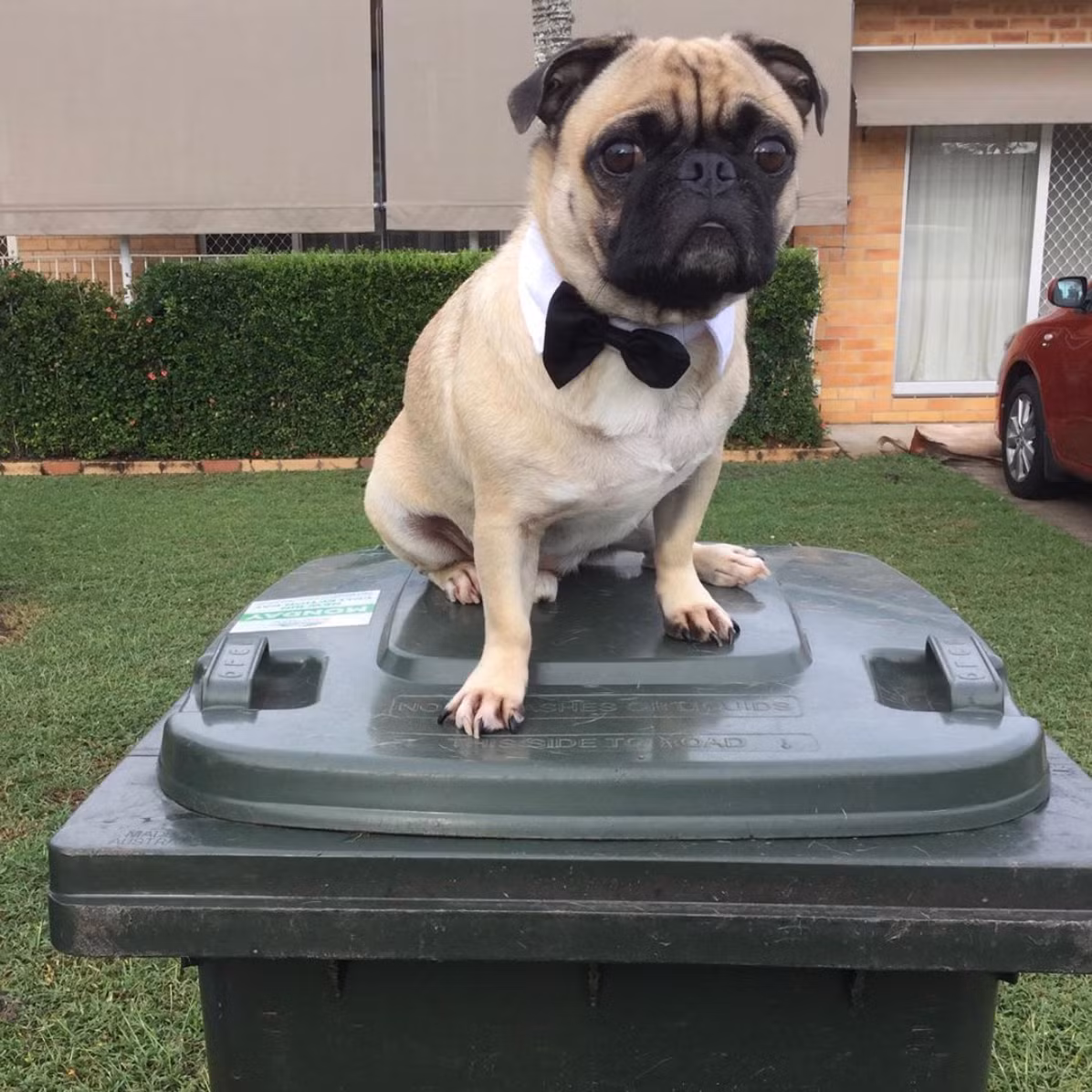 Không chỉ người mà thậm chí thú cưng cũng được tham gia trào lưu này.