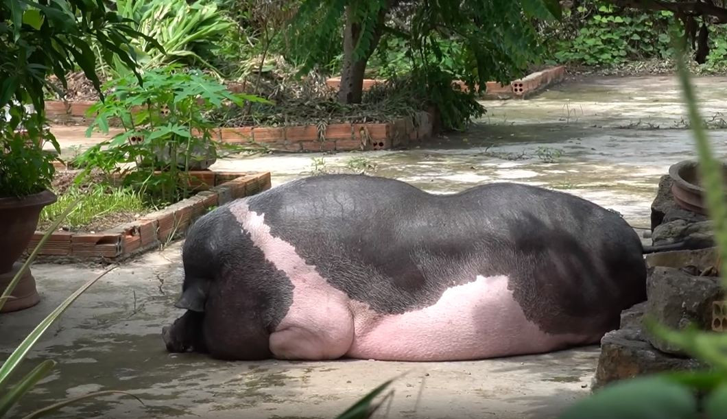 Điều đặc biệt, chú heo này vô cùng sạch sẽ khi mỗi ngày tắm 3-4 lần, biết tự gạt vòi nước để tắm. Mỗi khi tiểu tiện, đại tiện, Ụt đều tự ra vườn để đi.