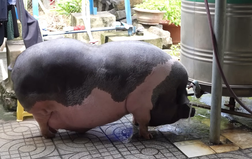 Bà Liên nuôi Ụt không khác gì con cái trong nhà, bà ăn gì thì chú heo này ăn đó. Không chỉ vậy, bà cẩn thận mua nhang muỗi đốt ở những chỗ Ụt hay nằm để tránh bị muỗi cắn.