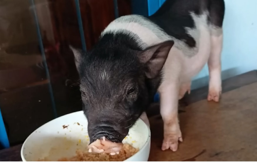 Ụt được bà Liên mua với giá 500 nghìn đồng từ khi chỉ to bằng một con chuột. Sau 2 năm sống với bà Liên, được bà chăm chút, hiện tại chú heo đã năng đến 200kg.