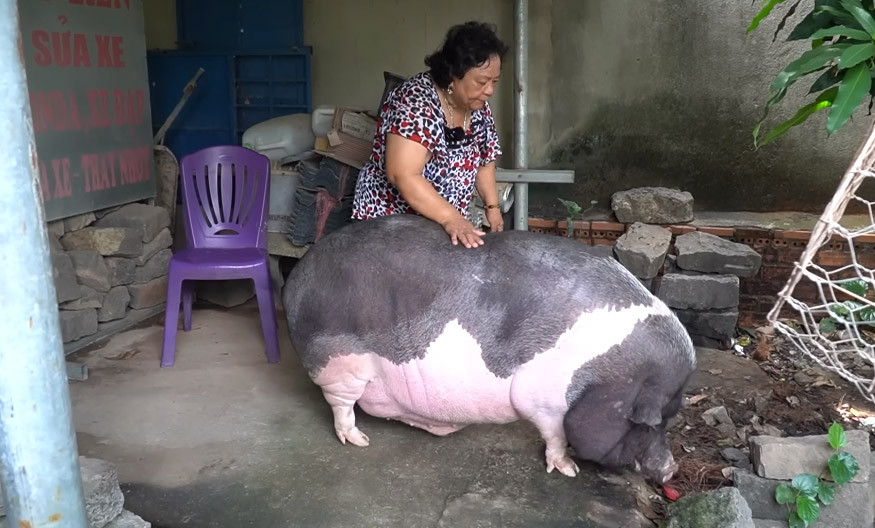 Thay vì chỉ ăn mỗi cám, thức ăn của Ụt còn có thêm cơm, bánh, bánh mì ngọt, bánh mì thịt.