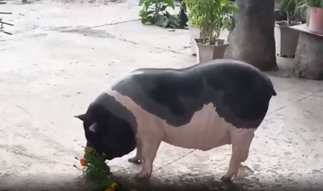 Thời điểm chú heo ở với bà Liên được 2 tháng. Bà cho biết vẫn lưu giữ những thước phim quay lại hình ảnh Ụt từ nhỏ đến lớn.