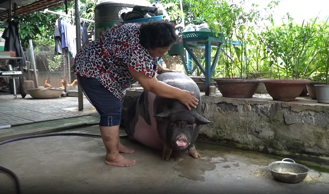 Theo bà Liên, trước đây bà mua Ụt về với mục đích nuôi để thịt. Thời điểm Ụt được 6 tháng tuổi, bà định làm thịt để làm giỗ cho chồng. Tuy nhiên lúc quyết định gọi người về mổ heo, bà đi đâu Ụt theo đó. Bà Liên nhìn vậy không đành, thế là để lại nuôi đến tận bây giờ.
