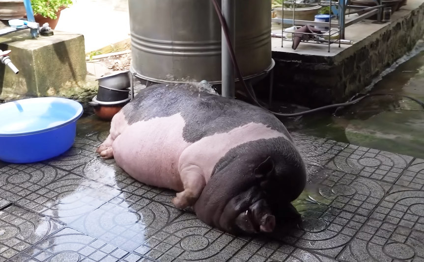 Ngoài việc cho ăn uống đầy đủ, bà còn mua hẳn 2 lọ thuốc bổ gân với giá 350 nghìn đồng/hộp cho Ụt uống để chân khỏe hơn, sợ Ụt mập quá không đi nổi. Hiện tại với thân hình quá khổ, việc đi lại của chú heo khá khó khăn.