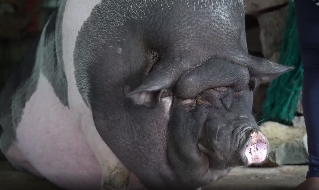 Con cái đi làm ăn xa, Ụt trở thành người bạn thân thiết của bà Liên. (Ảnh: Độc lạ Bình Dương).